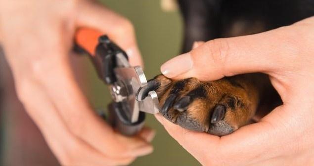 狗的指甲怎么剪，狗爪修剪技巧