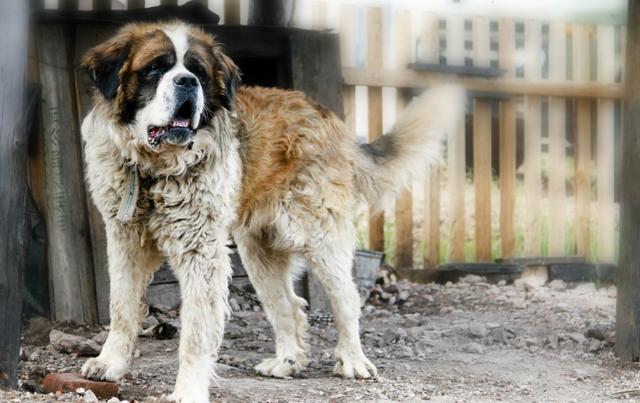 巨型阿拉斯加犬，阿拉斯加犬品种