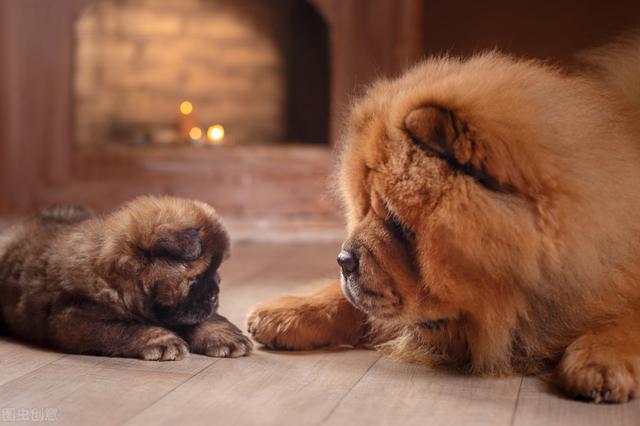 松狮犬只认一个主人，忠诚松狮犬训练方法