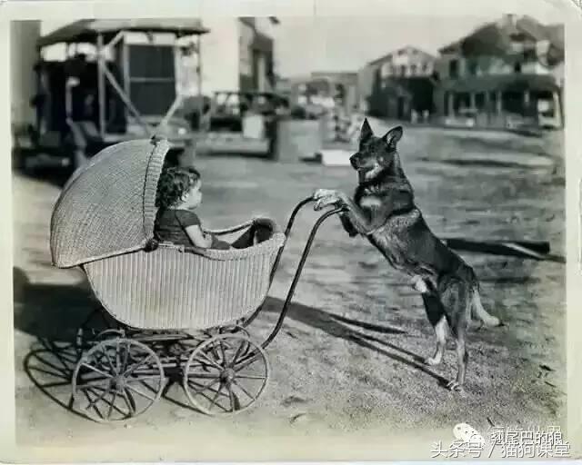 苏联红犬，东欧红犬