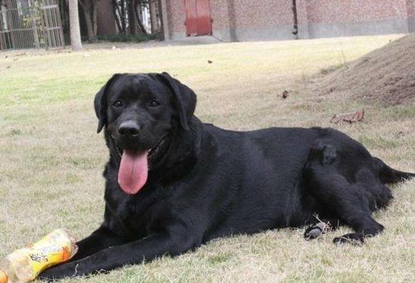 拉布拉多犬黑色，黑色狗犬品种