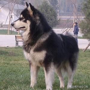 巨型阿拉斯加300斤，重量级阿拉斯加犬