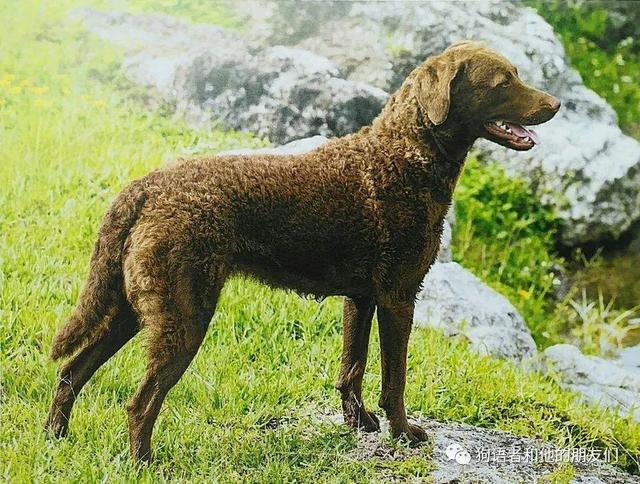 魏玛犬与维兹拉犬的比较，魏玛犬和维兹拉犬的特点对比