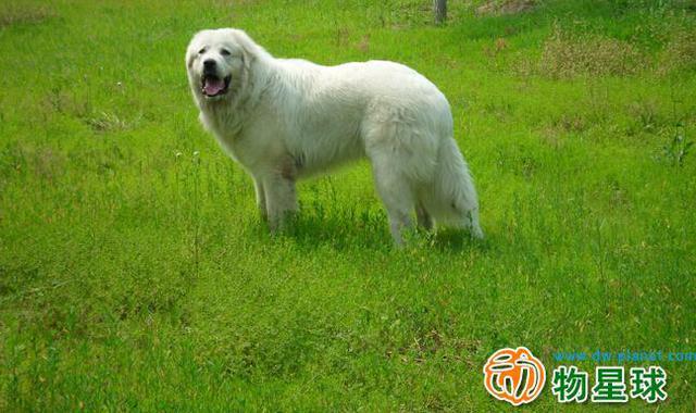 白熊犬属于什么犬种，白熊犬的分类