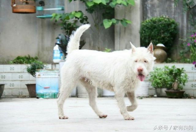 中国四大猎犬，中国猎犬品种介绍