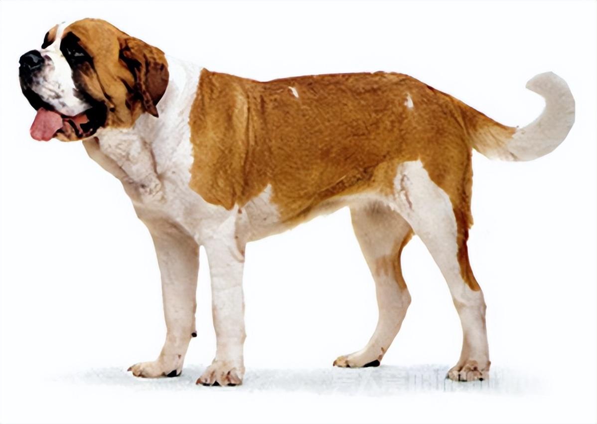 无尾狗的品种大全，认识这些拥有独特外形的宠物犬（分类介绍）