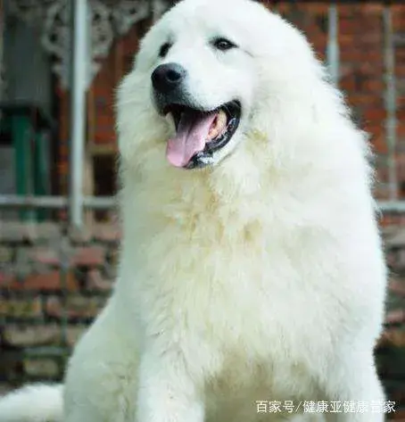 大白熊狗（介绍大白熊狗的特点和养护知识）