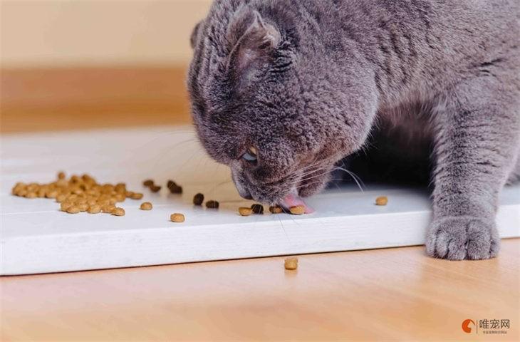 猫粮多久换一次牌子探究猫咪每日所需营养与饮食频率）