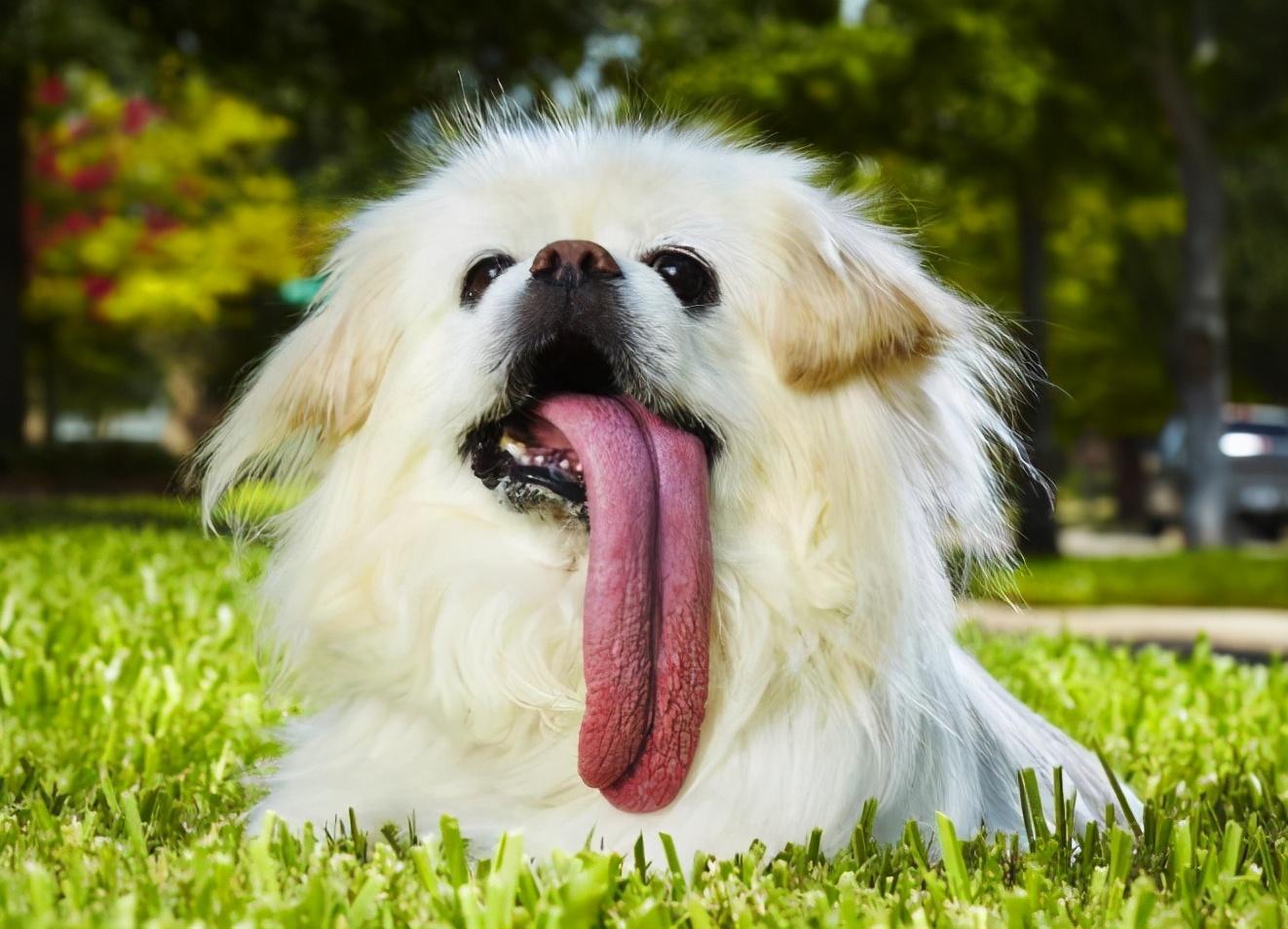 狗吐舌头喘气是怎么回事,异常兴奋,狗为什么总伸着舌头喘气
