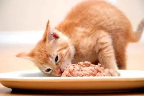 一周给小猫喂几次鸡胸肉合适？（制定科学的小猫饮食计划）