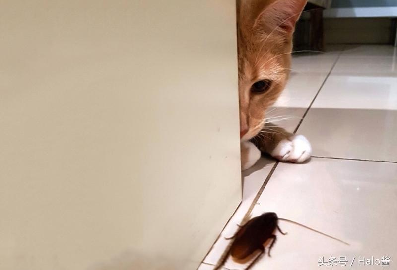 猫吃了蟑螂要立刻驱虫嘛,猫咪不小心吃了蟑螂怎么办呢