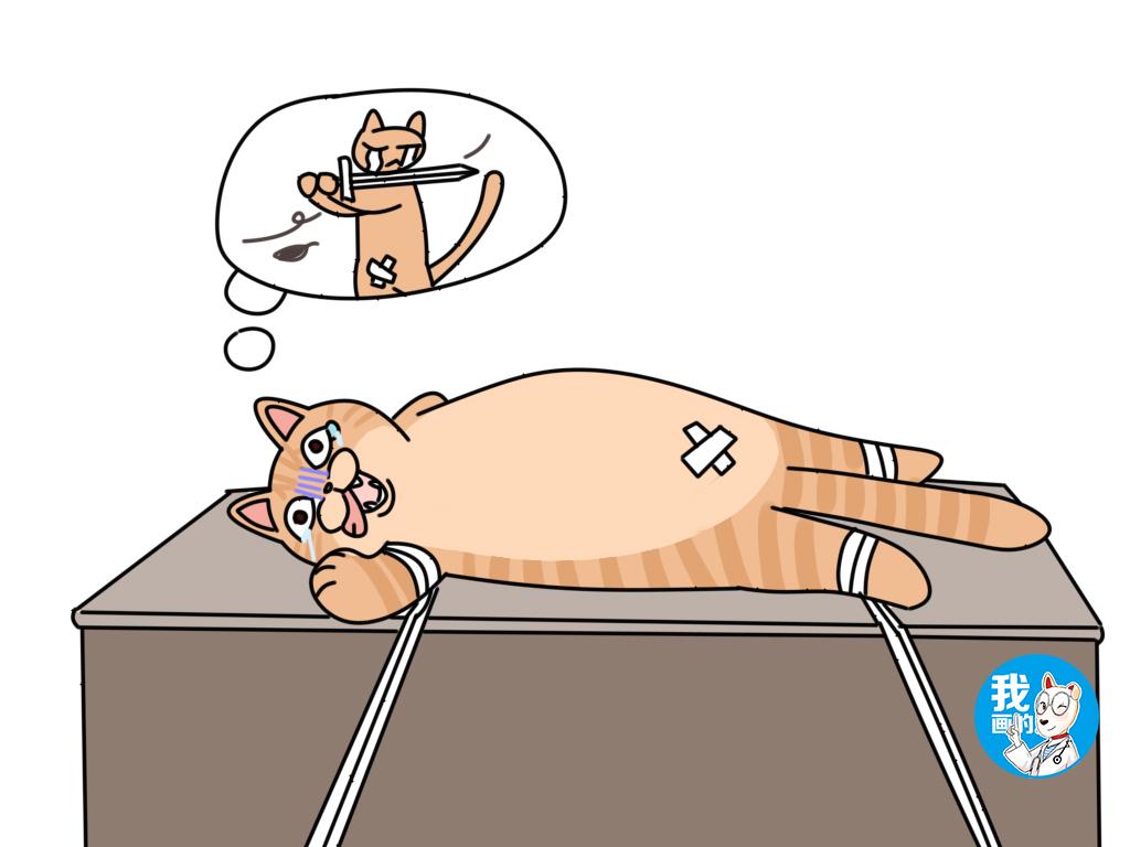 猫肚子上有凸起的小肉粒怎么办（排除疾病，简单治疗方法推荐）