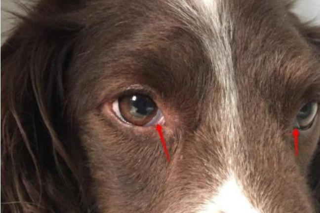 狗狗眼睛发红是怎么回事流眼泪,狗狗眼圈外面发红红肿怎么办
