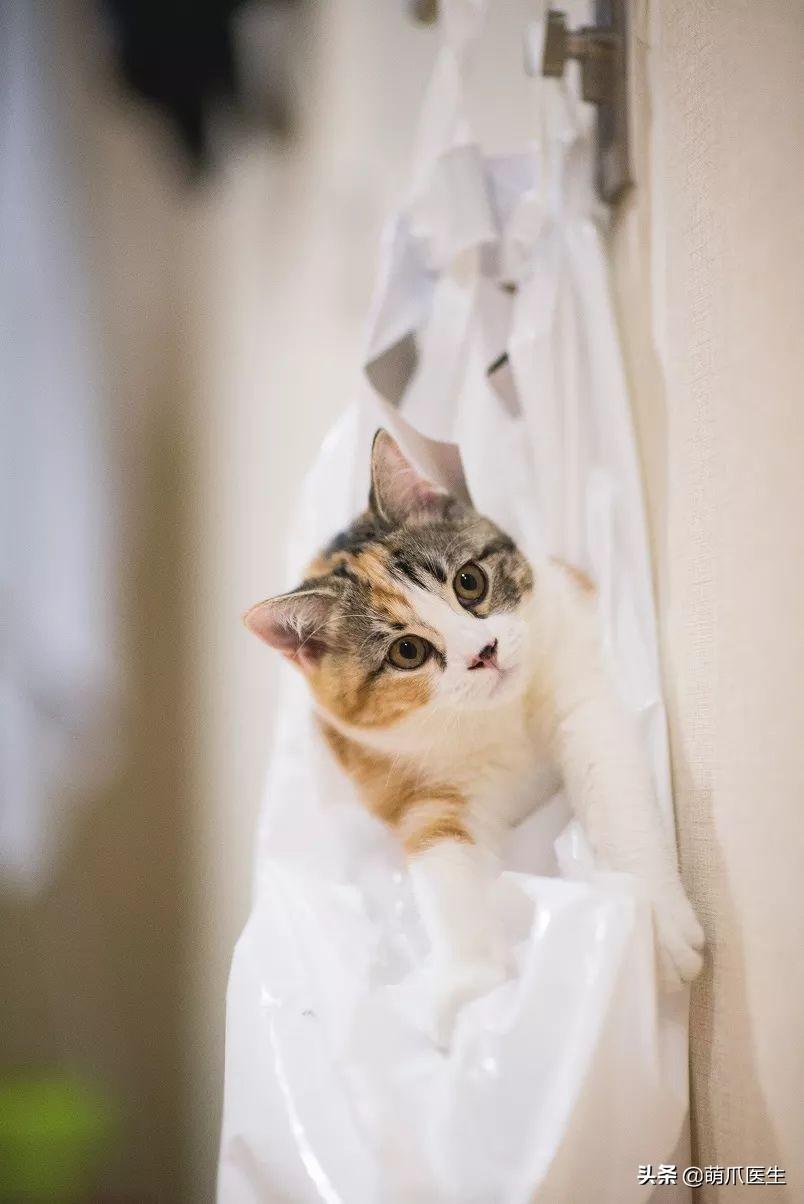 猫喜欢舔塑料袋是怎么回事？了解猫咪喜好探索（猫咪喜好习性）