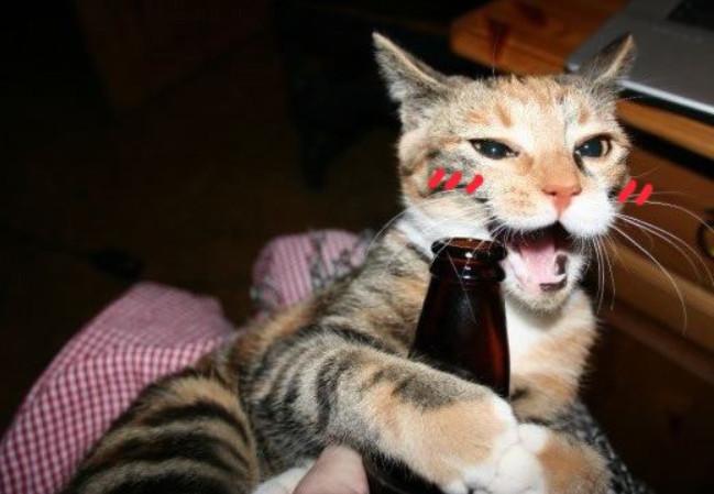 猫喝酒会怎么样,对身体有什么危害（真相大揭秘：猫与酒的危险关系）