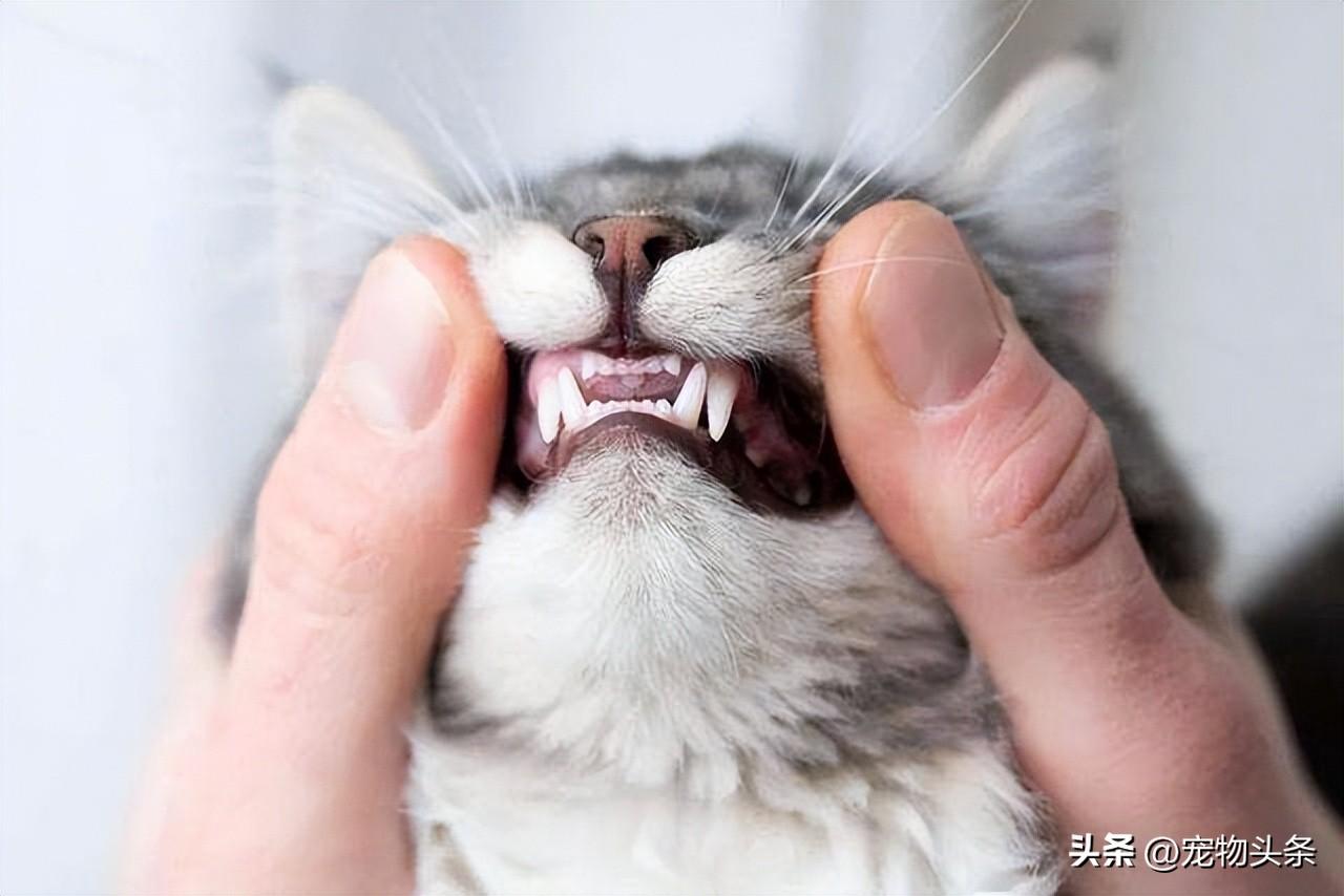 猫咪换犬牙是几个月,提前做好准备（了解猫咪牙齿发育周期）