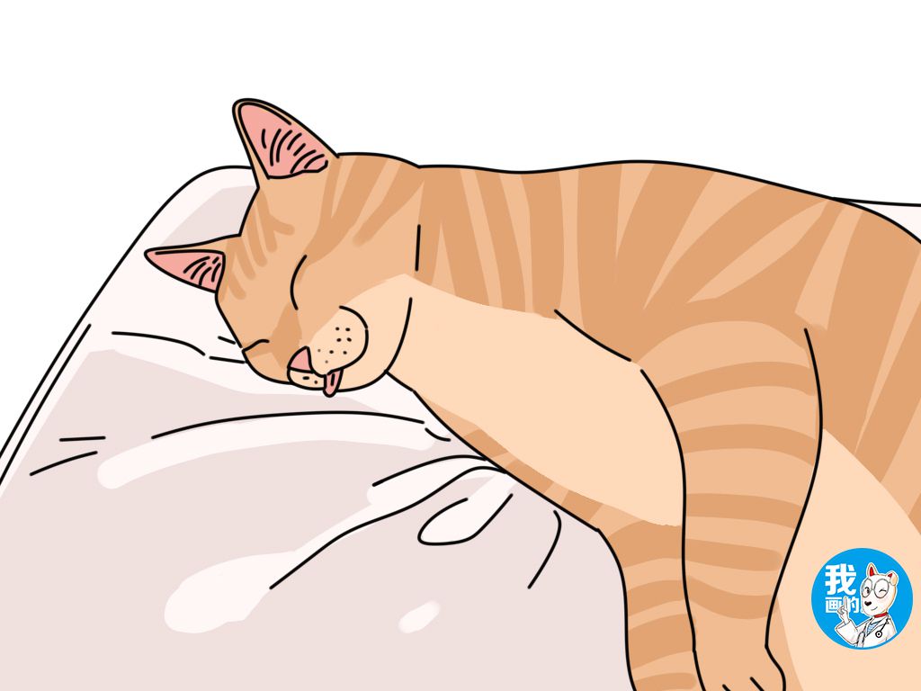猫睡觉的时候抽搐？告诉你猫咪的睡姿表示什么（猫咪睡姿分析）