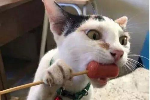 猫咪可以吃土豆吗,两个月的小猫可以吃蛋黄吗,猫咪十大禁忌食物