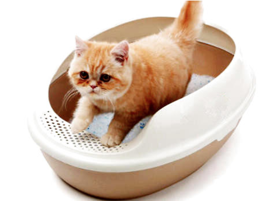 如何教小猫用猫砂？初次接触猫砂的小猫该如何引导？