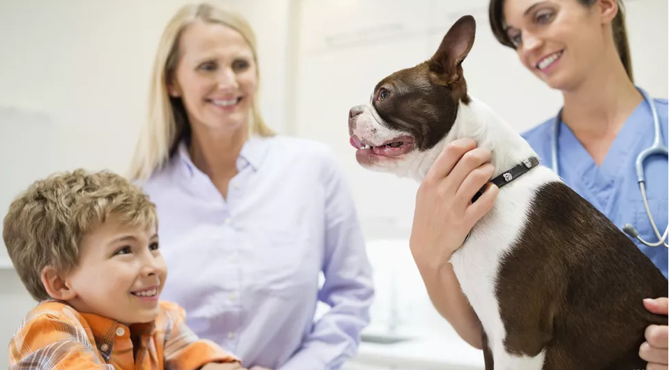 狗狗球虫病有什么症状和表现,狗狗常见疾病及处理方法有哪些