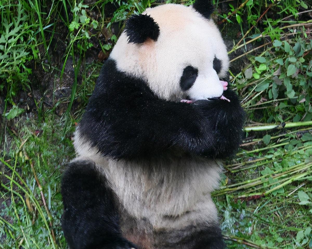 熊猫是猫科动物吗（讨论熊猫与猫科动物的关系和分类学归属）