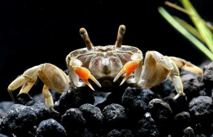 小螃蟹吃什么食物好养活,迷你世界小螃蟹怎么养