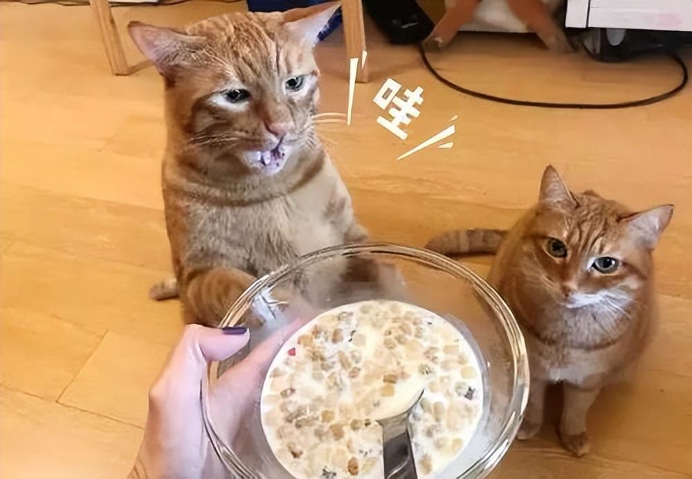 小猫的餐食应该包括哪些？（爱猫人士必看，让你的小猫健康成长）