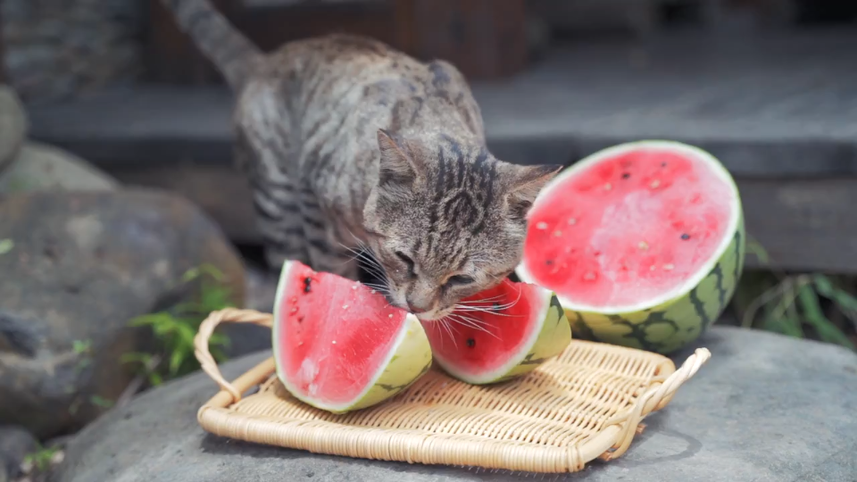 营养又美味，猫咪最爱的10种蔬菜推荐（满足味蕾的同时养身）