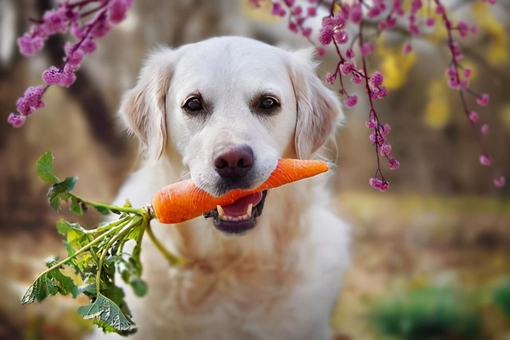 狗吃什么食物好消化吸收,宠物狗除了吃狗粮还可以吃什么东西
