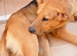 狗狗挠痒痒怎么回事，为什么老是挠痒痒，就是有虫子吗