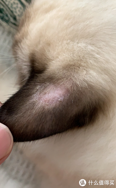 三种常见的猫咪皮肤病图，快来了解治疗方法吧（图解猫咪皮肤病）。