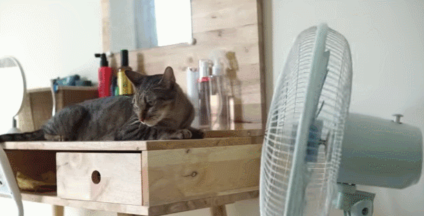 猫会热死吗夏天，用不用开空调，猫能抵挡多少度