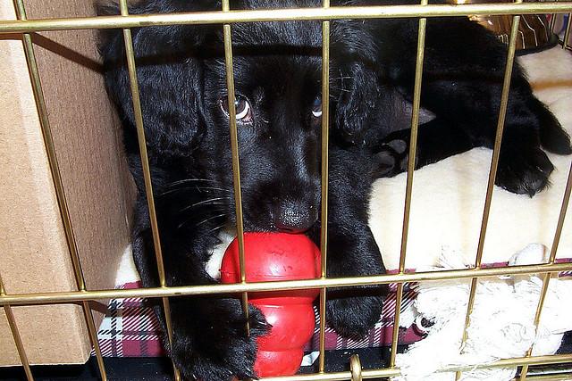 幼犬在笼子里一直叫要不要管,幼犬如何正确笼养方法