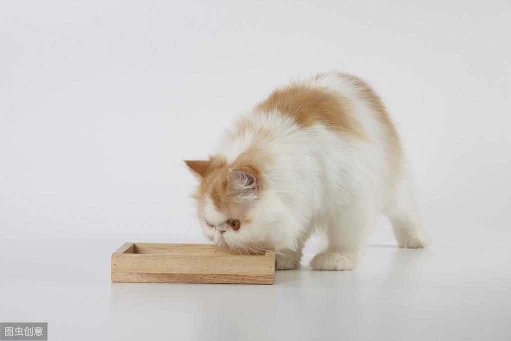 猫咪也会放屁，正常情况下是无味的，和这6个饮食习惯有关