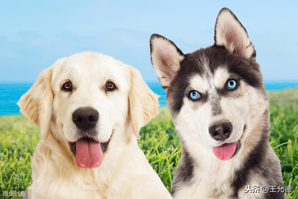 狗被蜱虫咬的早期症状有哪些图片，狗感染寄生虫的十个症状