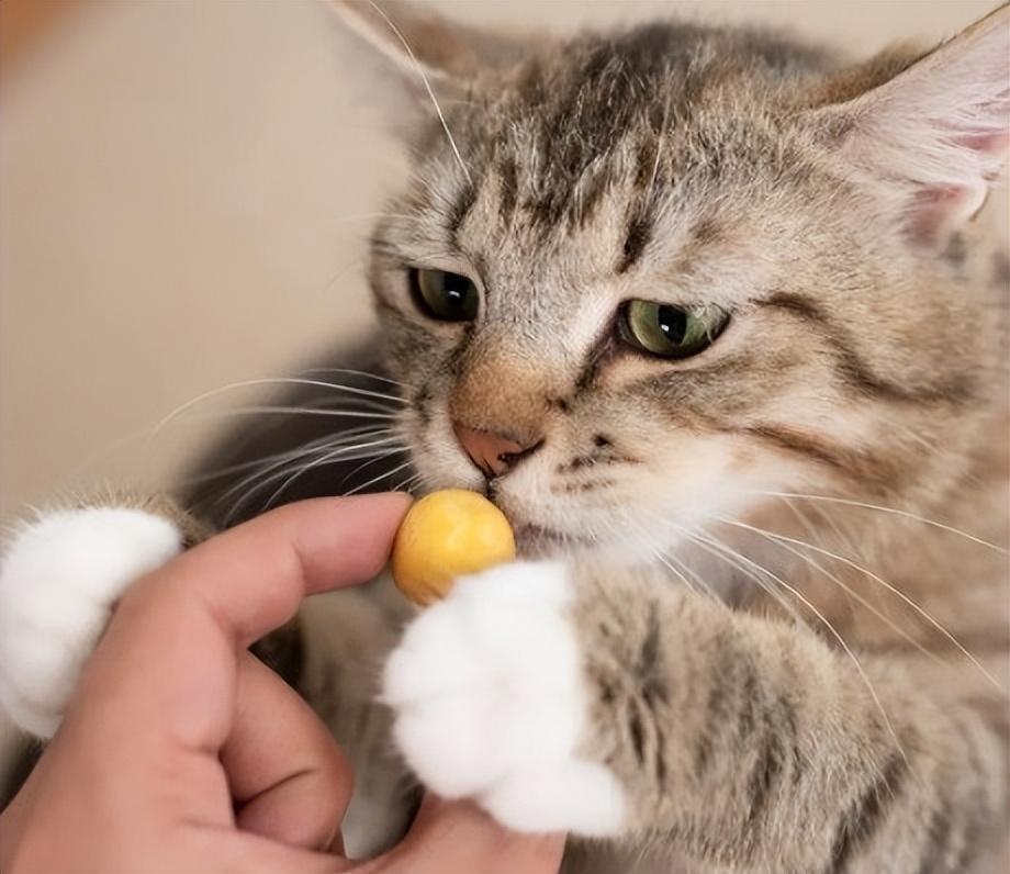 猫可以吃熟的蛋白吗为什么（喂食猫咪需注意食材）