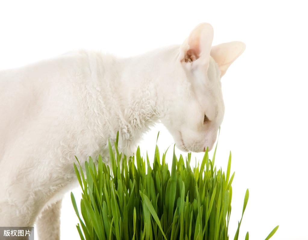 猫草怎么给猫咪吃,猫草对猫有什么作用,不吃猫草怎么办