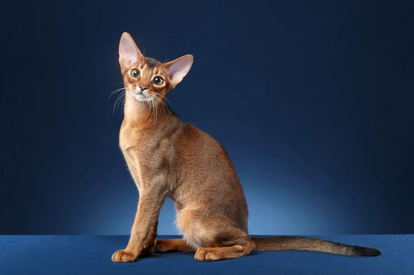 埃及法老猫的饲养注意事项，埃及法老猫叫什么（爱好者必读）