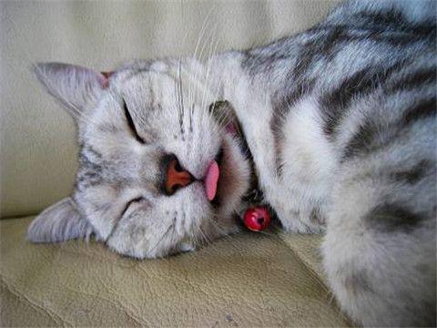 猫睡觉吐出一点点小舌头，可能是什么问题（睡姿不当还是口腔问题？）