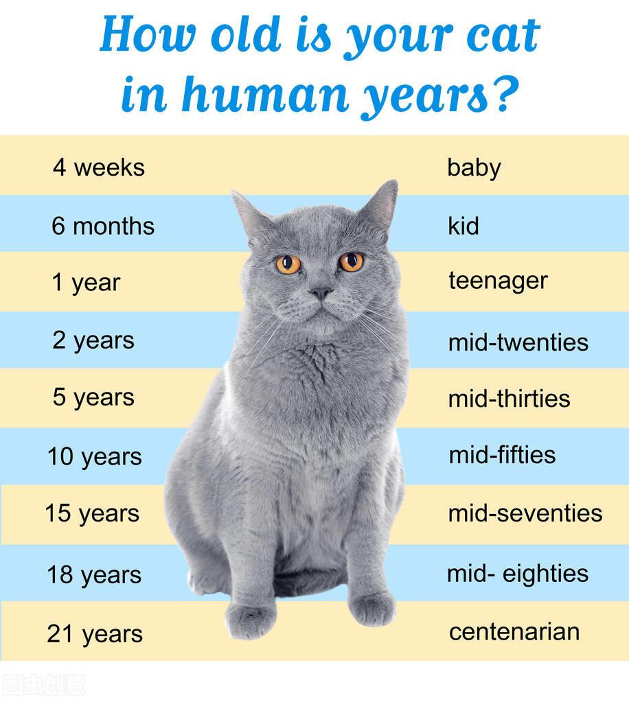 猫寿命一般在多少年左右？了解猫咪寿命知识（猫咪寿命知识普及）