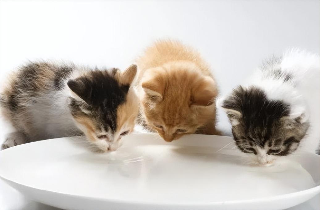 刚出生的小猫不吃奶多久会饿死？（教您如何喂养刚出生的小猫）