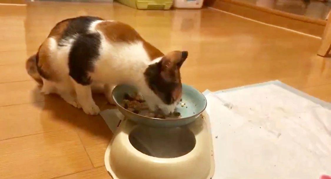 狗粮猫可以吃吗（从营养需求出发，教你宠物食品的选择）