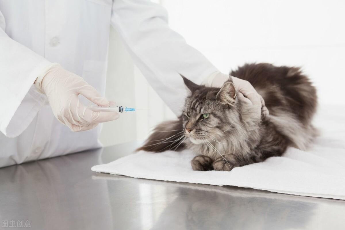 猫要打什么疫苗,要打几针疫苗(养猫必备，常规疫苗种类简介)