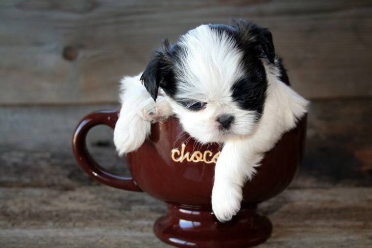 茶杯犬寿命一般能活多少年,寿命最短的狗狗排行榜