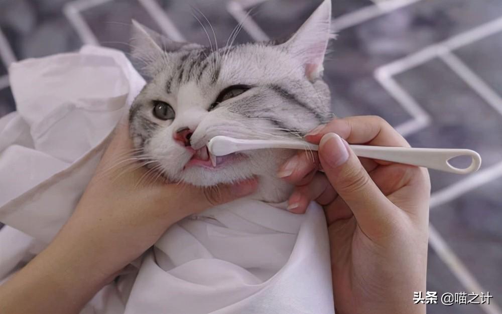 猫咪口臭怎么治最有效的方法,什么原因怎么解决（专业护理技巧分享）