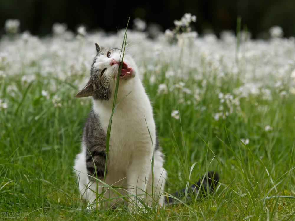 猫有必要吃猫草吗,吃猫草多久吃一次（给宠物找到健康护理方法）