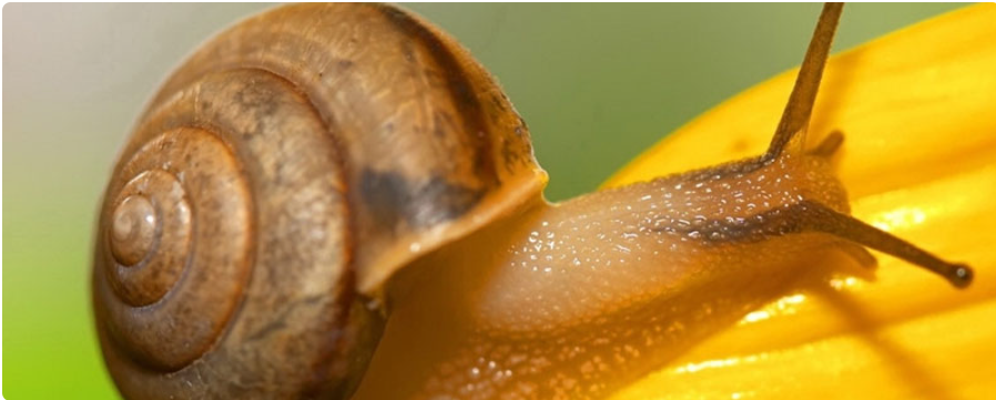 夏威夷蜗牛主要吃什么食物，蜗牛的饮食及饲养方法