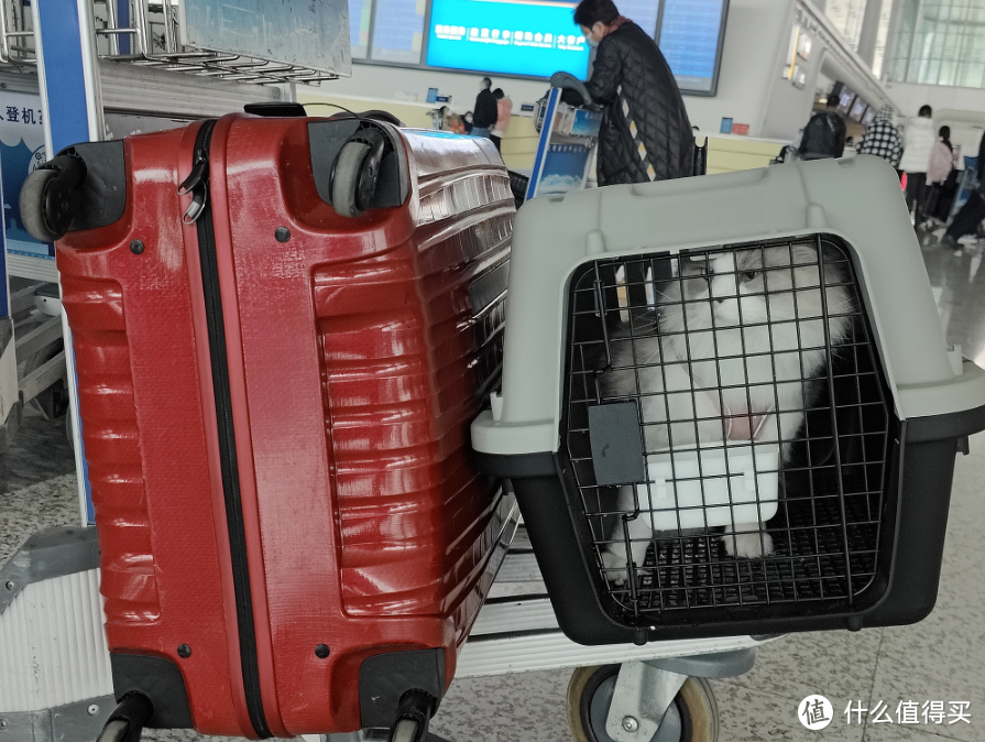 小型宠物狗可以上高铁吗，航空公司怎么托运宠物