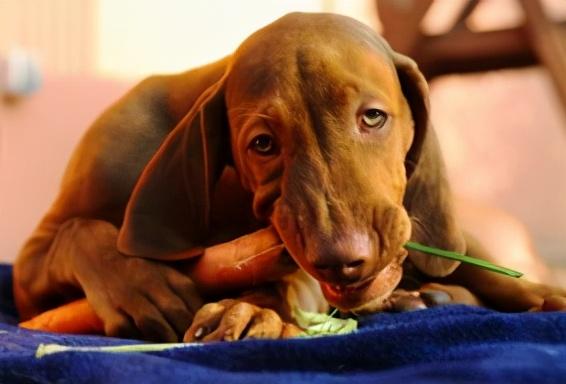 狗能吃饼干吗为什么，狗狗能吃的人类食物有哪些