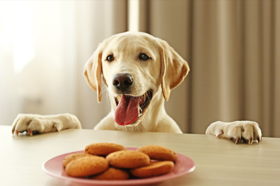 狗狗能吃饼干吗幼犬可以吃吗,可以给狗狗吃什么
